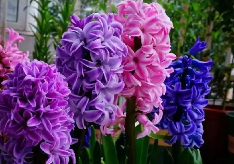 镇宅|此款花卉便宜又好养,人养花,花也养人,越养家里越干净!