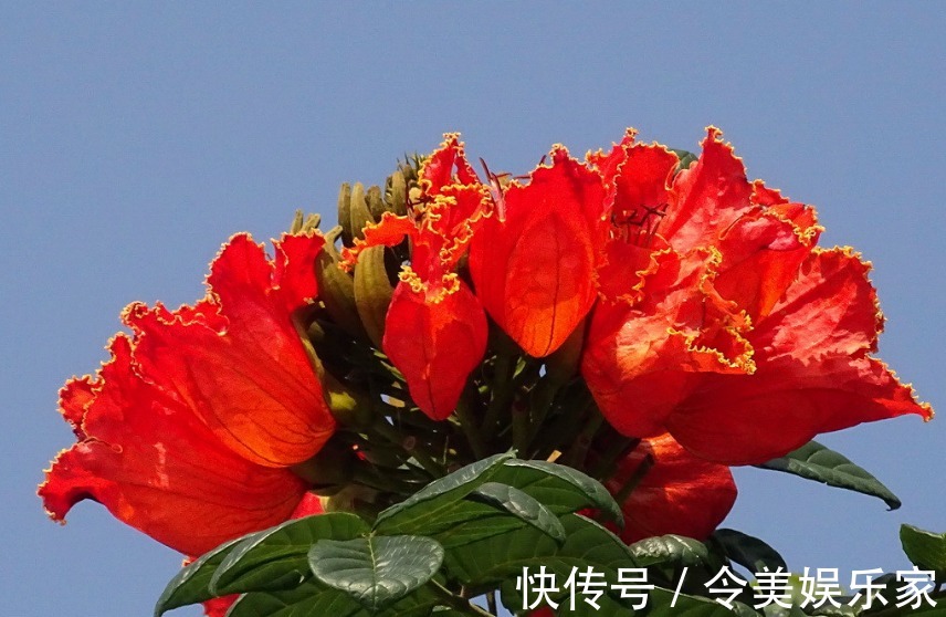 盛开|此花盛开十分漂亮且壮观,远看似树顶着火一般,是吉祥美丽的象征