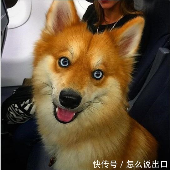 狐狸犬图片