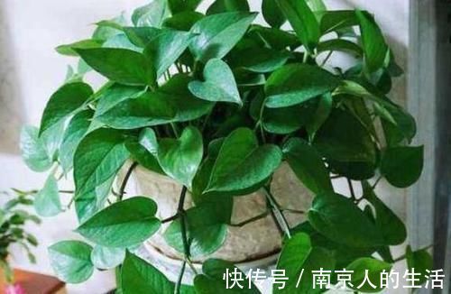 养护|4种植物最适合懒养，十天半个月不用浇水，照样长势旺