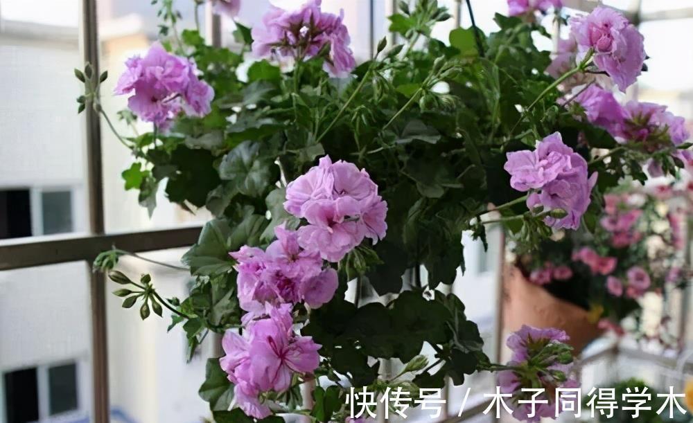 扦插|4种漂亮花,越老越没用,开花少长得丑,赶紧扦插几盆备用