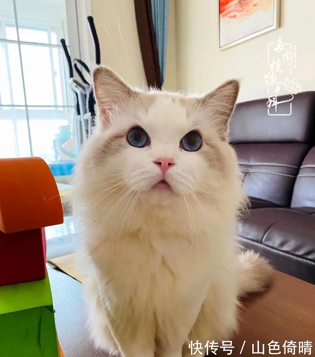 我与多肉植物百科的398天离别又重逢！