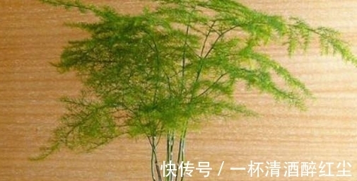 卧室养花空气新鲜就选3种花!帮助提升睡眠质量,明智的人都选它