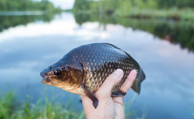 垂钓|野钓鲫鱼,掌握这套“垂钓宝典”,不愁鱼不上钩