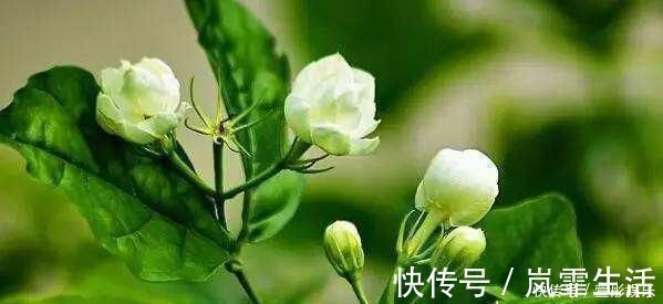 茉莉花|盆栽茉莉花,养护注意这3点,花开一茬接一茬