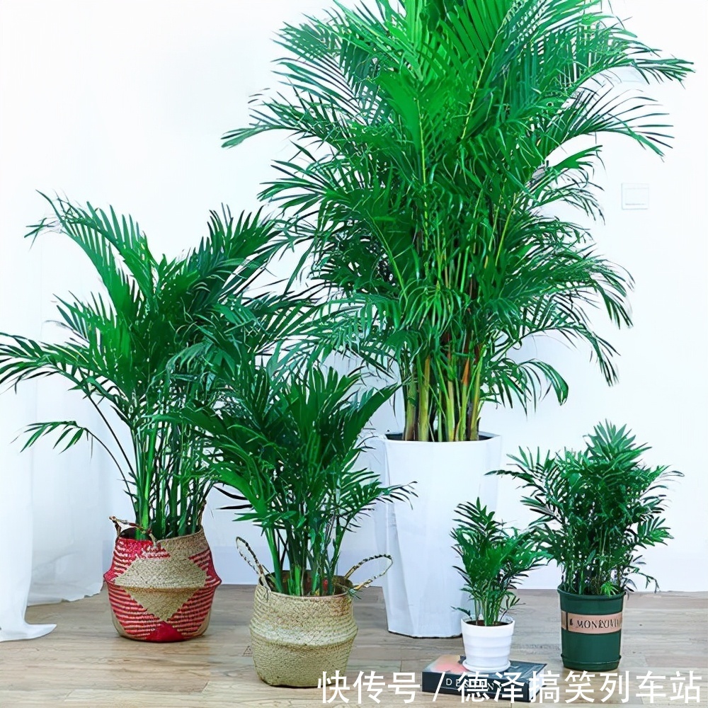 虎皮兰|九大“健康花”,建议大家养一盆,干净漂亮又吉祥