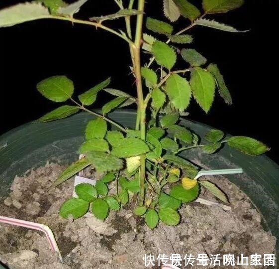 养花|大妈把吸管筷子插花盆,解决了养花人的“2大难题”,朋友都效仿!