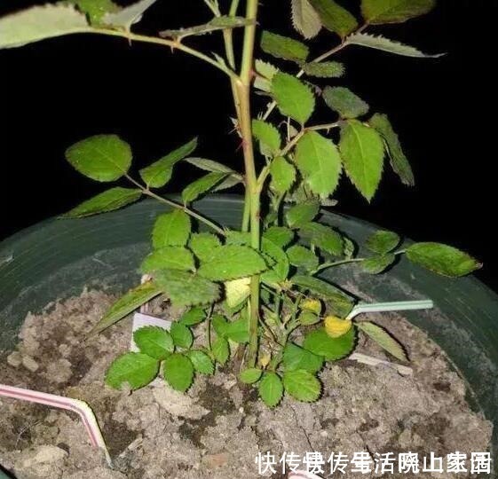 养花|大妈把吸管筷子插花盆，解决了养花人的“2大难题”，朋友都效仿！