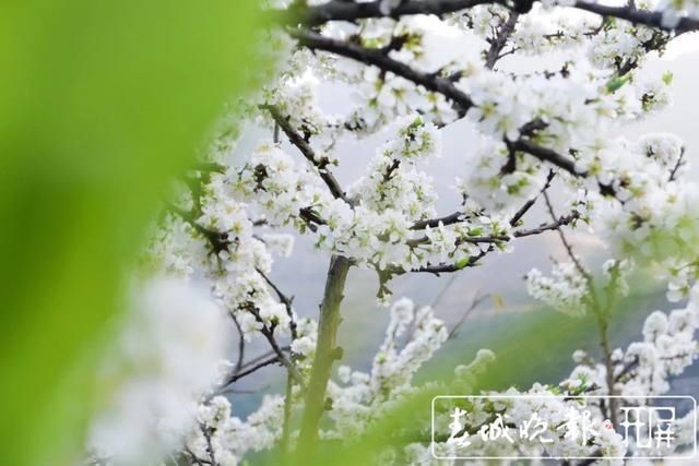 赏心悦目！玉溪元江万亩桃李花竞芬芳，踏青赏花正当时