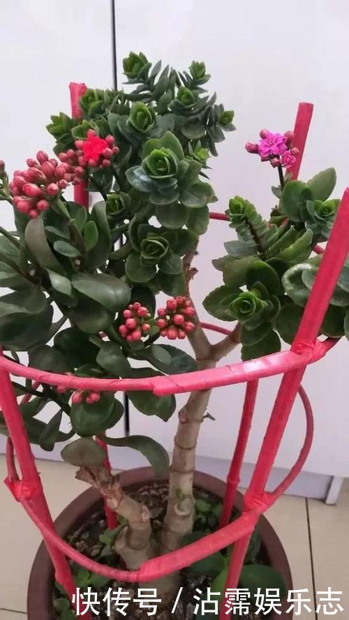 老妈养兰3年的长寿花，长成“巨无霸”老桩，开成大花球！