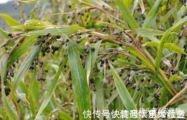 门帘|以前在农村很常见的一种野草，很多朋友都用见过，你认识吗