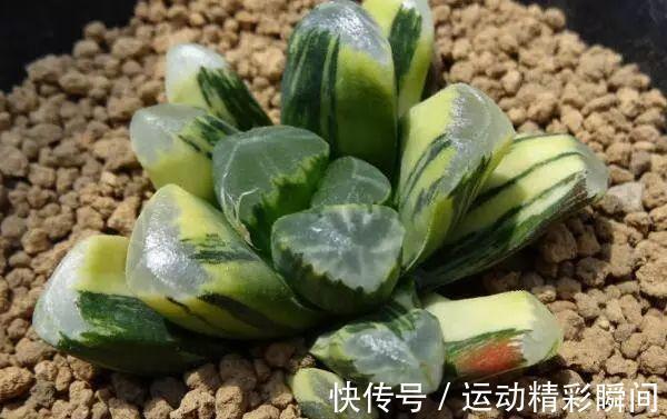 霓虹灯|最昂贵的10种多肉,第一种价格高达600万,网友直呼买不起