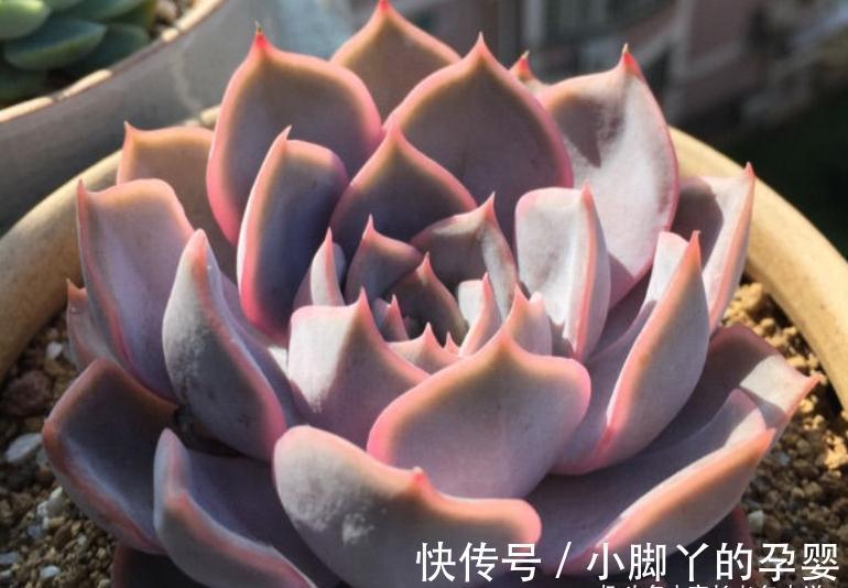 多肉暗冰和菲欧娜,平常有七分相似,出状态后颜值则有云泥之别