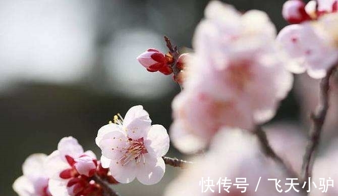 梅须逊雪@诗词欣赏/七绝.梅韵其一(附悬联并求对)