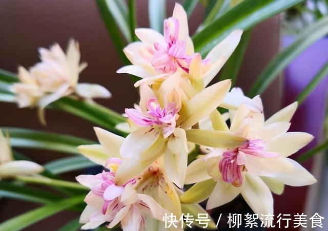 浓郁|建兰多瓣奇花“富山奇蝶”，花中带花，兰香浓郁，姿态优雅又好看！