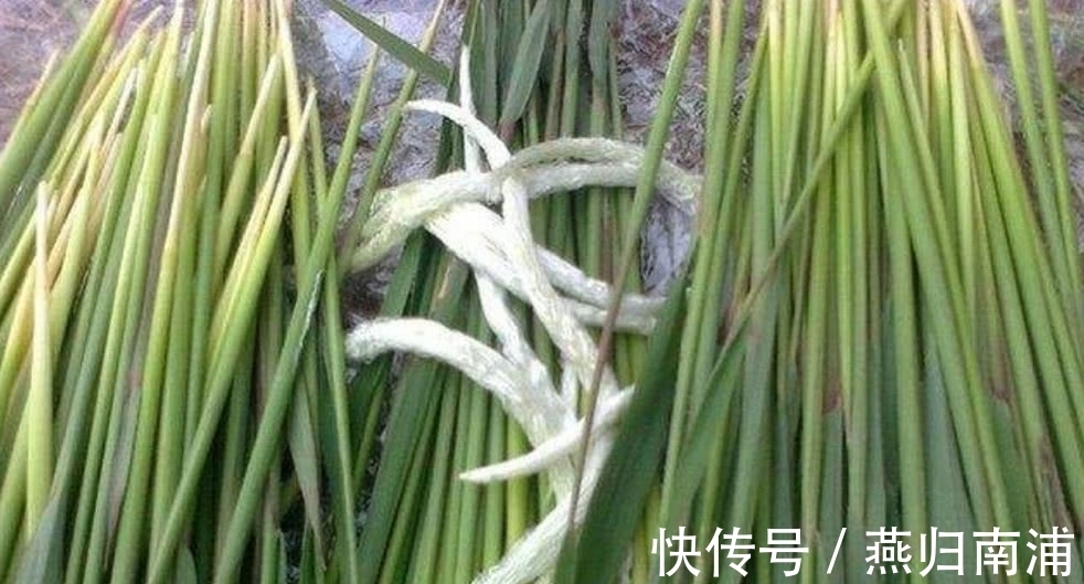 大自然|农村妈妈在田埂上吃“野草”，边吃边说甜，你知道这是什么吗？