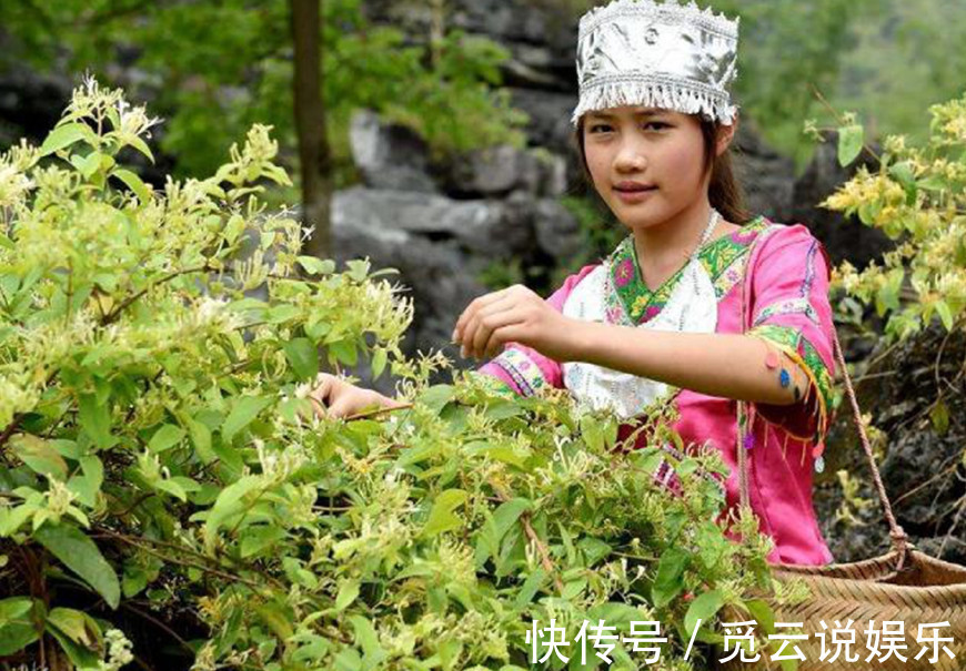 黄果茄|这些草药城里人可能一辈子都没见过,但农村却遍地都是,还能治病