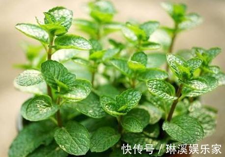 花朵|“3种花”一浇水就能活，客厅养一盆，花朵一开就成“瀑布”