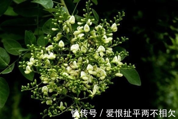 自然界中有些植物的“花序”为什么不尽相同，其中有什么秘密？