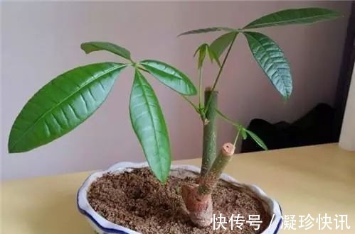 发财树|家庭3种“福气树”,整盆买很贵,不如用根枝条来扦插,30天成活