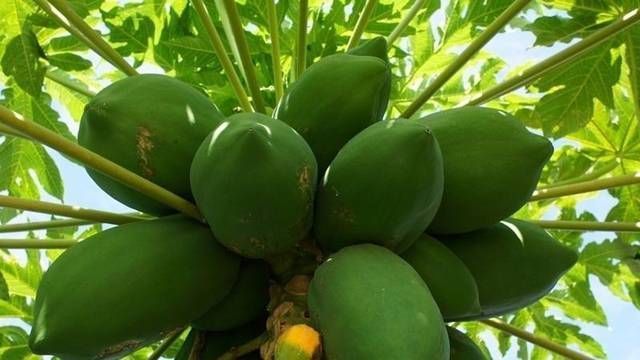 常吃|晚上常吃这几种水果，提高睡眠质量，还能够更好的去除体内湿气