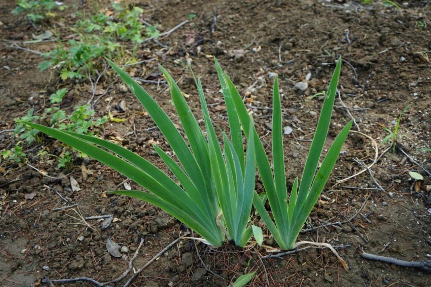 分类草药性|【每周一药】济南市民族医院带您了解“射干”