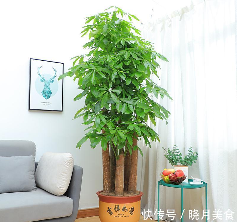 7种大型花,建议在客厅养一盆,吸废气制氧气,还有旺家的好寓意