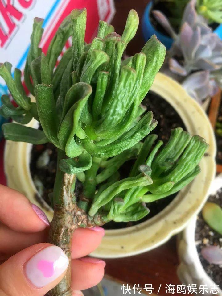 存钱筒|20年的“玉树”，叶子长成存钱筒，夏天猛晒红彤彤！