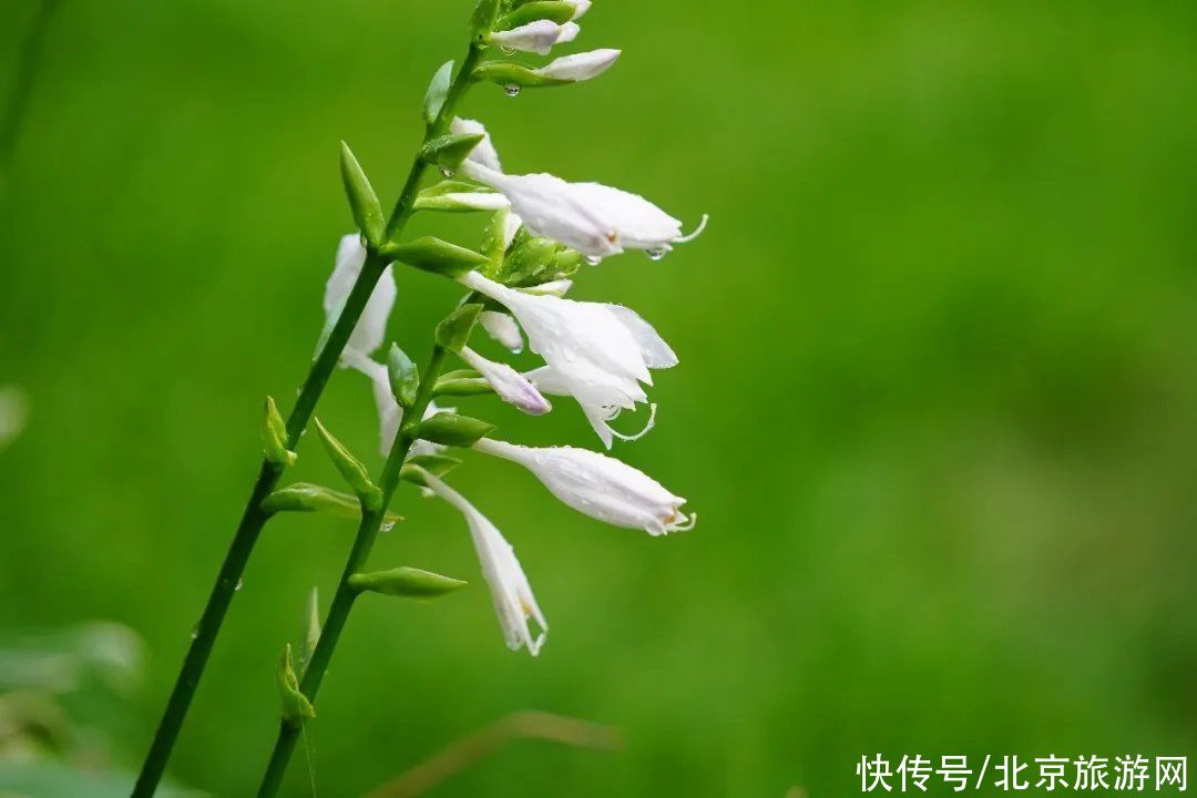 预约|翠隐鸣蝉，牵牛绕篱，来百望山采撷浅秋山光吧~