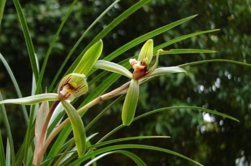 怎样让兰花长出更多的水晶头?老兰友:只需牢记4点