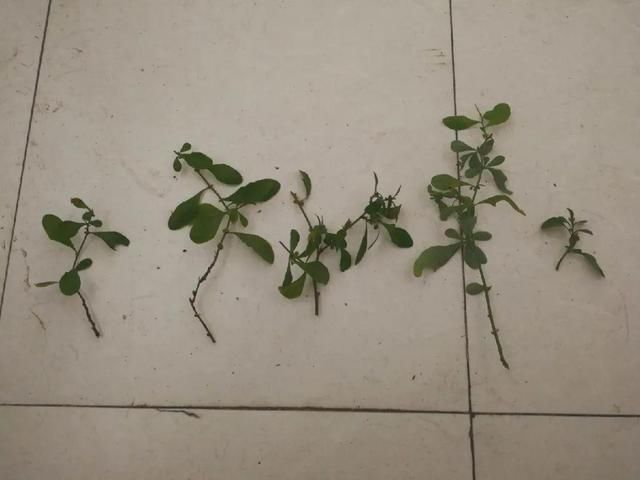 椰糠土|6月,最适合扦插的花,一插就活,大白根冒疯了