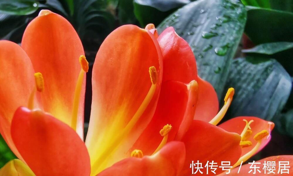 君子兰冬季几天浇一次水最合适,干而不燥,润而不湿要知晓