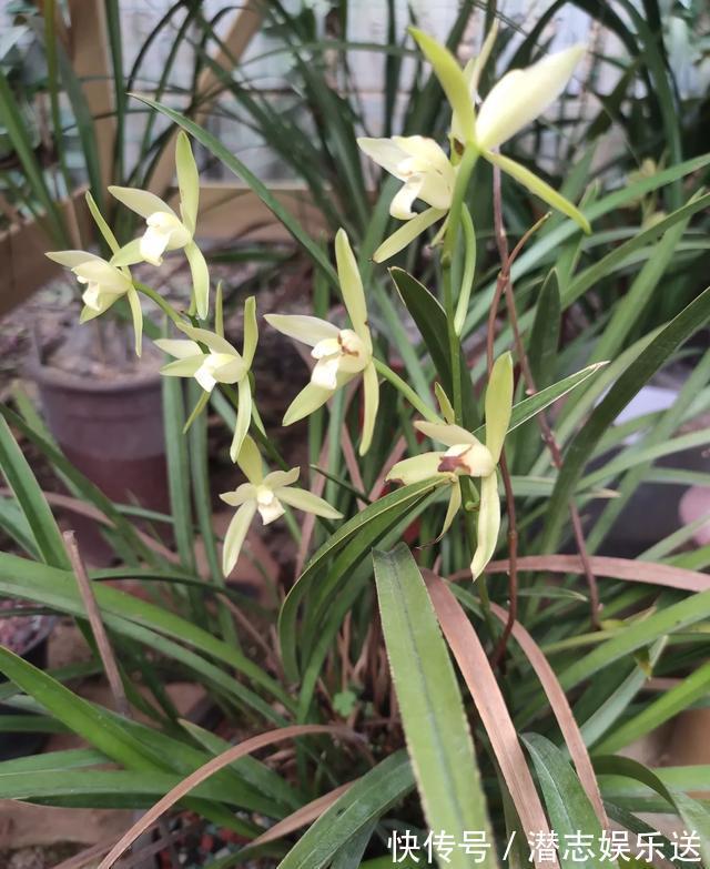 兰花|兰花就是不见长有一个“好办法”，快速生长，冒新芽