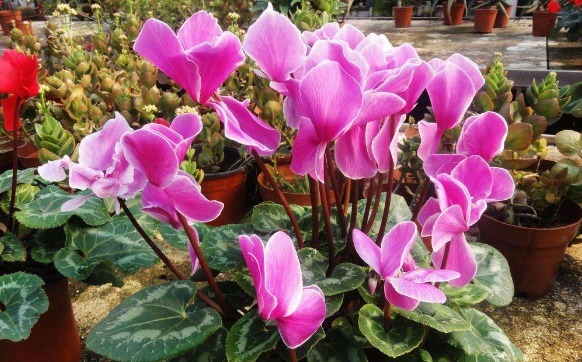 仙客来|室内养花就选“仙客来”,花繁叶茂,香味浓郁,花期长适合盆栽养