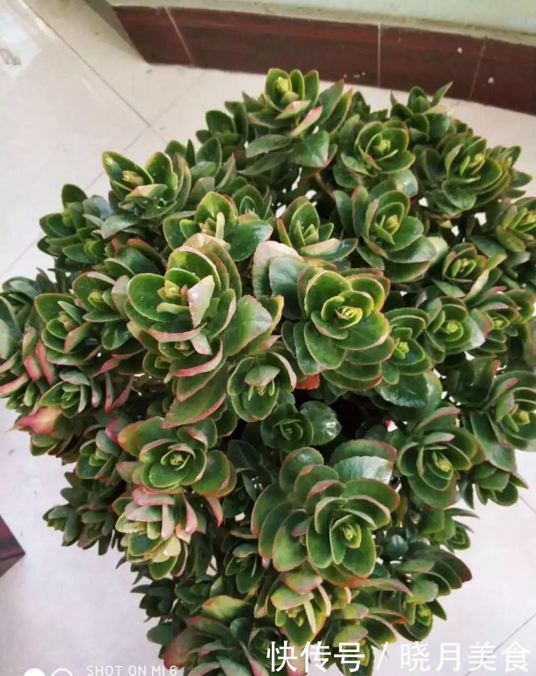 养花技巧:长寿开花不过瘾,学会1招,让它爆开1000朵