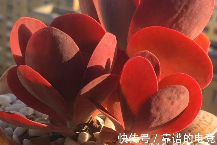 茎秆|多肉唐印只有1种,跟它有关的多肉却有两种,且比它更美更有特点