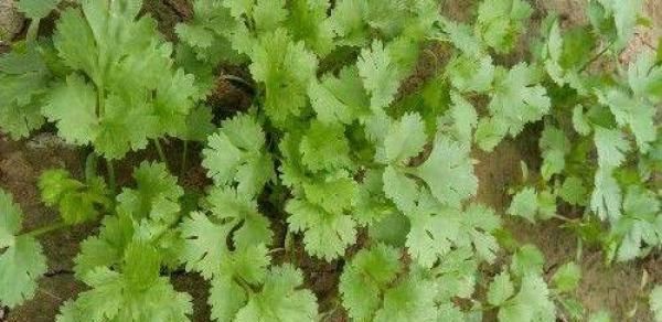 香菜配上它，大肚腩消了，睡眠好了！女人不想滿臉皺紋，可以試試