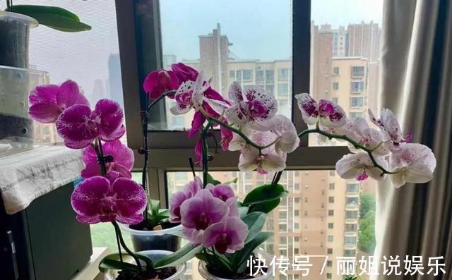 杜鹃花|养花别“跟风”，这3种花好看难养活，建议新手绕道