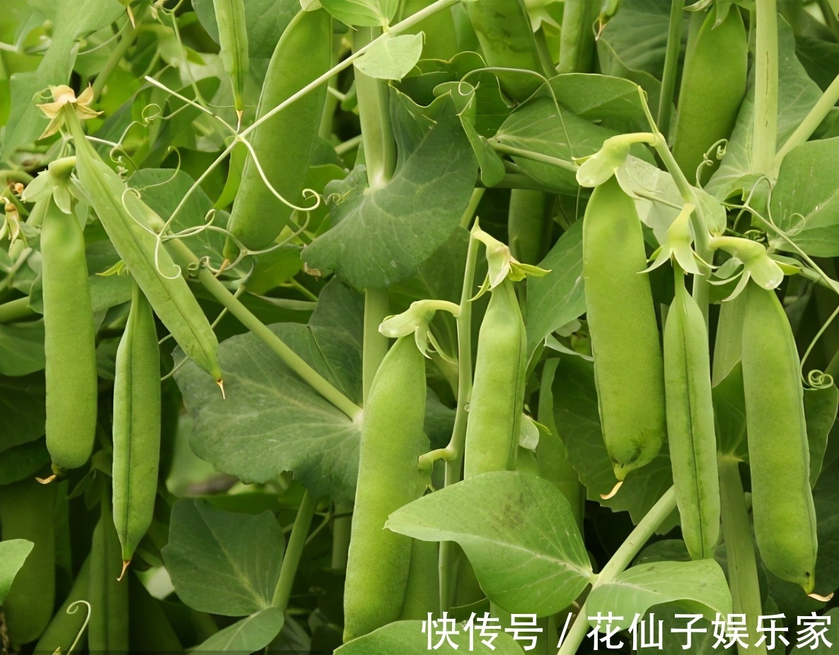 养颜|女性想要皮肤好,建议吃3种食物,排毒养颜,延缓衰老