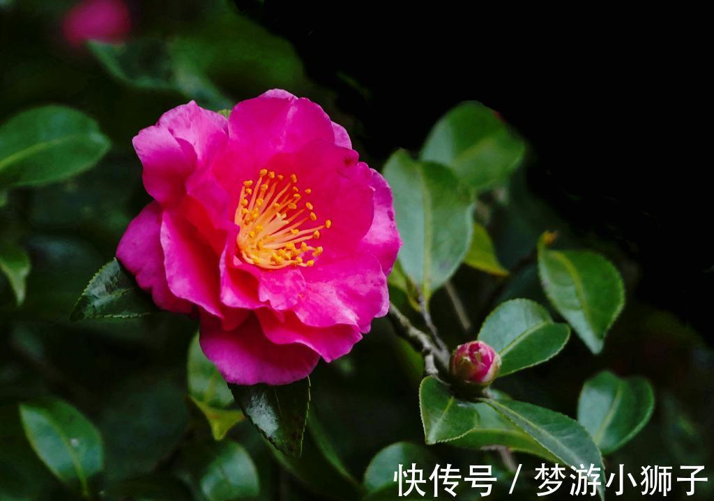 想要整个冬天都能在家赏茶花,除了养盆茶花,还要来一盆它的近亲