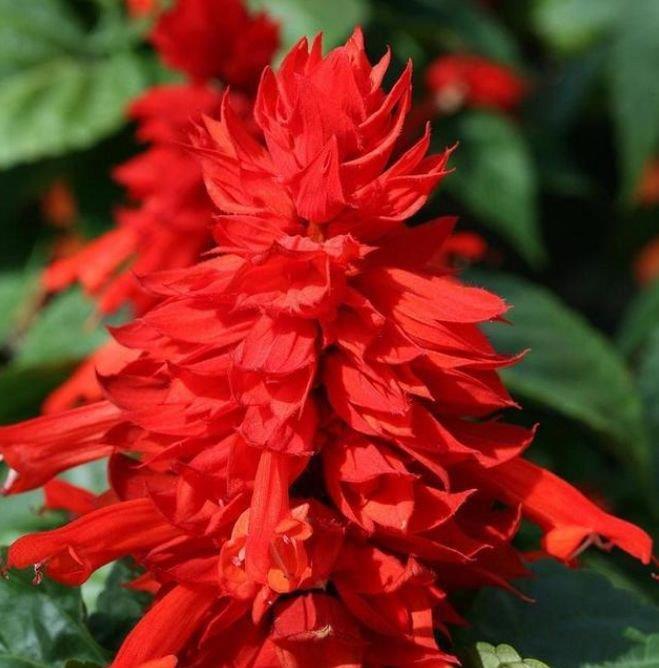 4种花很漂亮,好养易活能爆盆,开花漂亮花期长,谁养谁喜欢