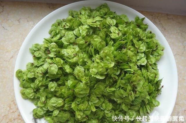 树上特有的一种野菜,过去当救命粮,如今7元一斤成稀罕货