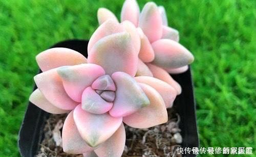 4种高颜值多肉,在家养一盆,好像艺术品,花友:后悔没早点养!