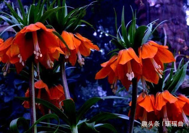 此花株型奇特美丽娇艳，娇小独特花色艳丽美观，被称为忍耐之花