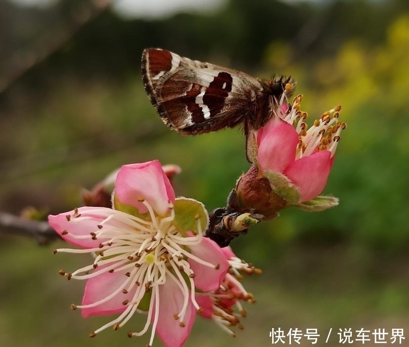 人间芳菲何处觅，龙泉桃花半山红