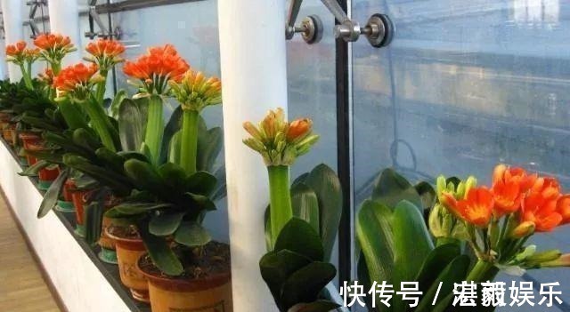 发酵|3种水直接浇花,是毒水,浇下去花卉黄叶、烂根都来了