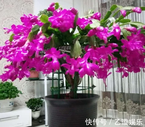 蟹爪兰瘦弱不开花,摸透它的“脾气”,叶片肥厚,花开不断爆满盆