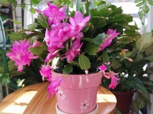 将此4点落实到位,盆栽蟹爪兰,将年年一茬又一茬地开花