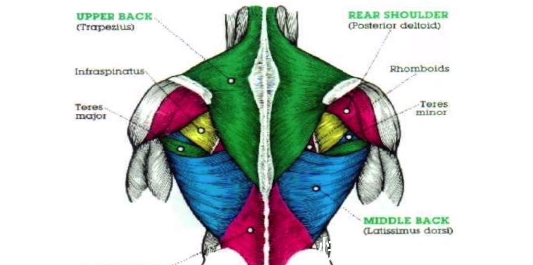引体向上|一套高效全面的背部训练,练出圣诞树背!