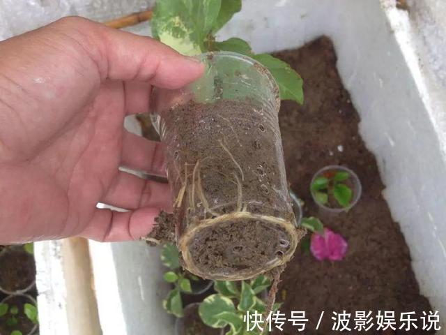 基部|扦插“4种花”趁现在，错过又是大半年，剪根枝条，15天就生根